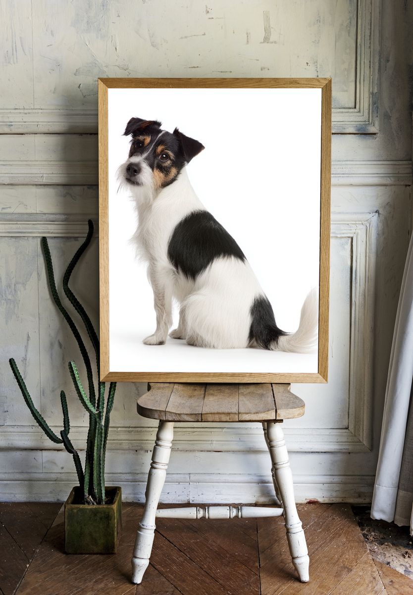 Wire Fox Terrier Portrait Poster. room preview