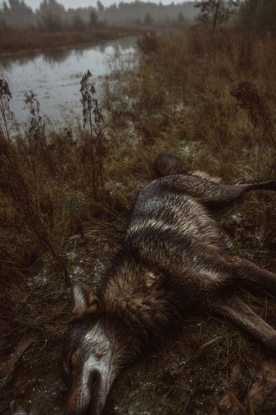 Wolf in Marshland Photography Poster.