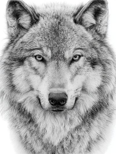 Wolf Portrait Black-White Poster.