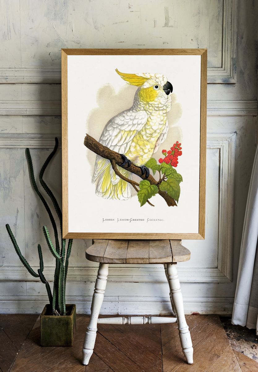 Lesser Lemon-Crested Cockatoo — Botanical Print room preview