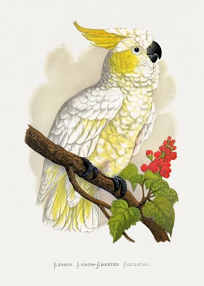 Lesser Lemon-Crested Cockatoo — Botanical Print. poster