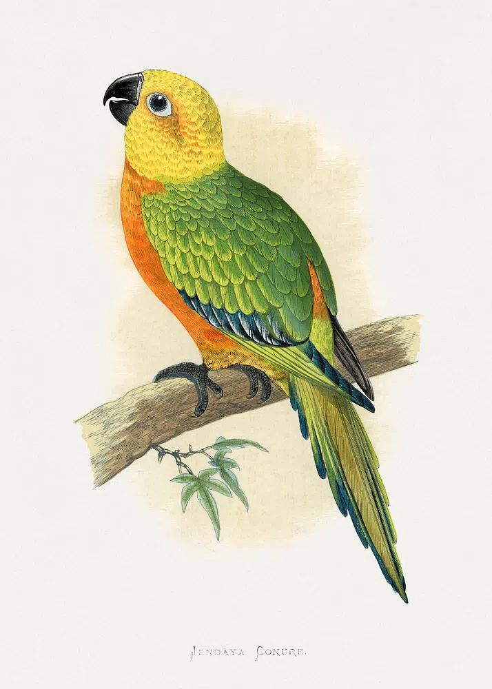 Jendaya Conure Bird Illustration Poster. poster detail