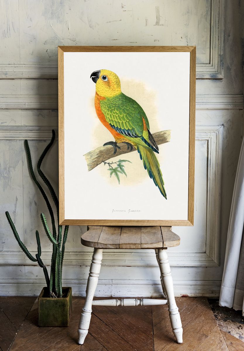 Jendaya Conure Bird Illustration Poster room preview