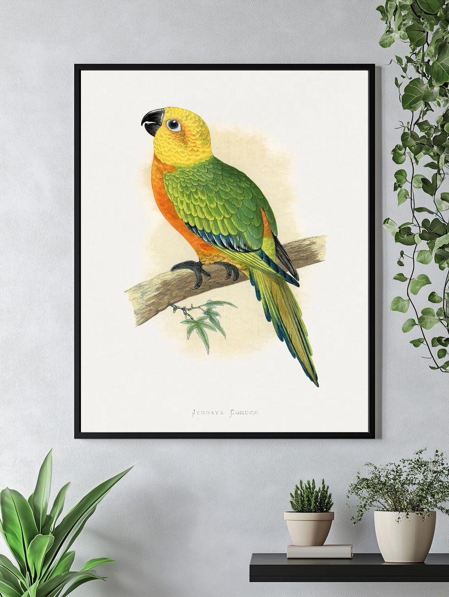 Jendaya Conure Bird Illustration Poster. — room view 4