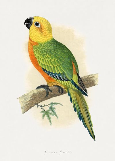 Jendaya Conure Bird Illustration Poster. poster