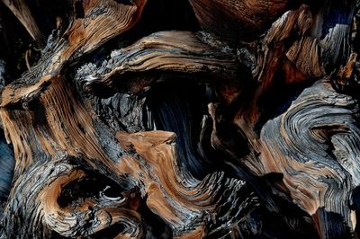 world's oldest trees, Bristlecone Pines.