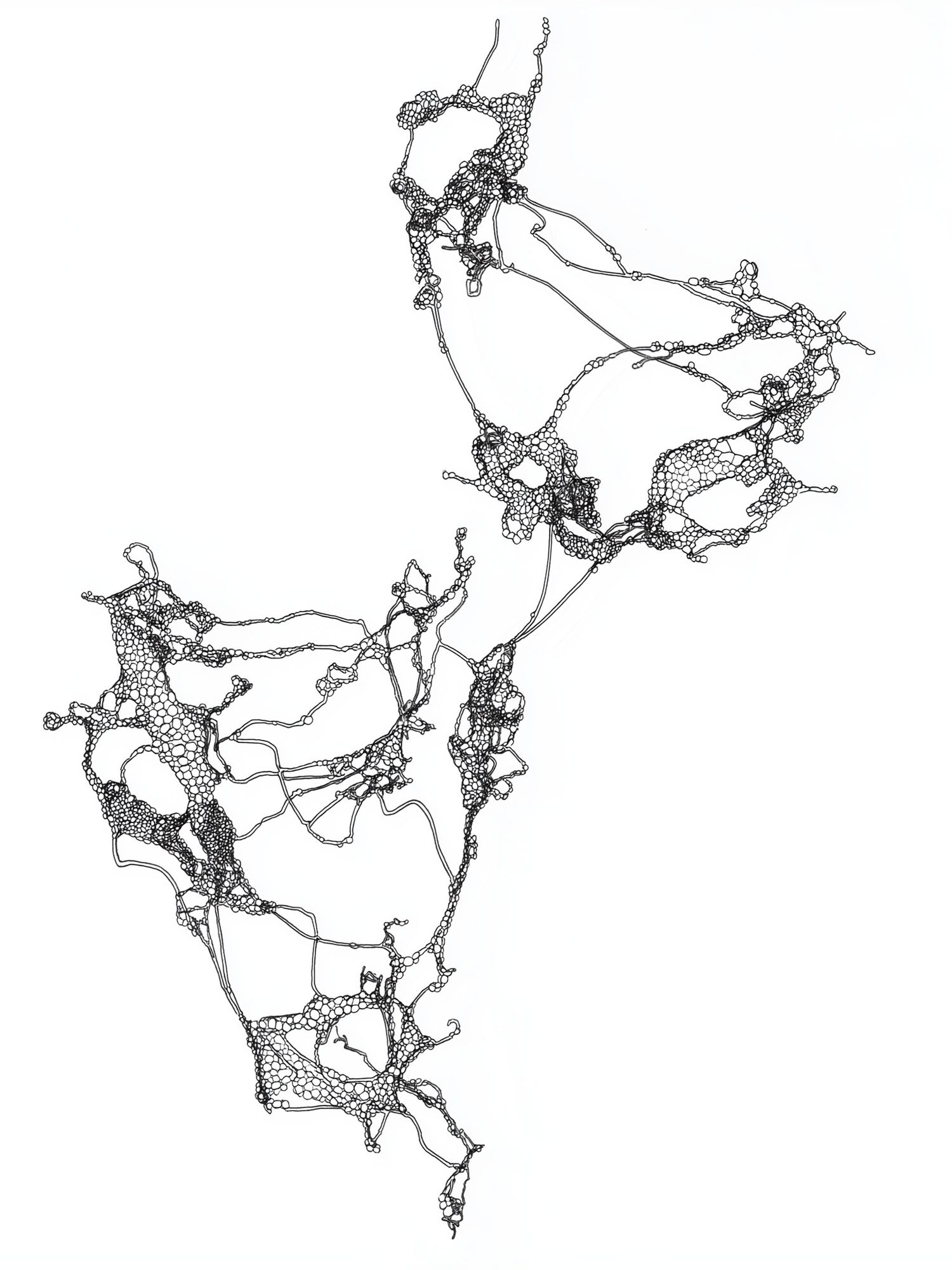 Organic Network Line Art Poster. poster — abstract art