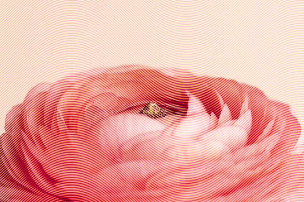 Red ranunculus flower design resource. poster — abstract art