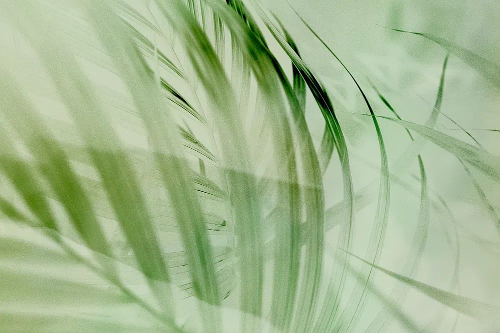 Light green palm leaf background. poster detail
