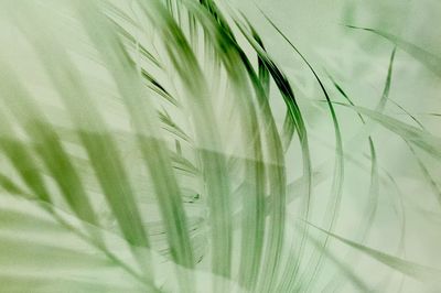 Light green palm leaf background. poster