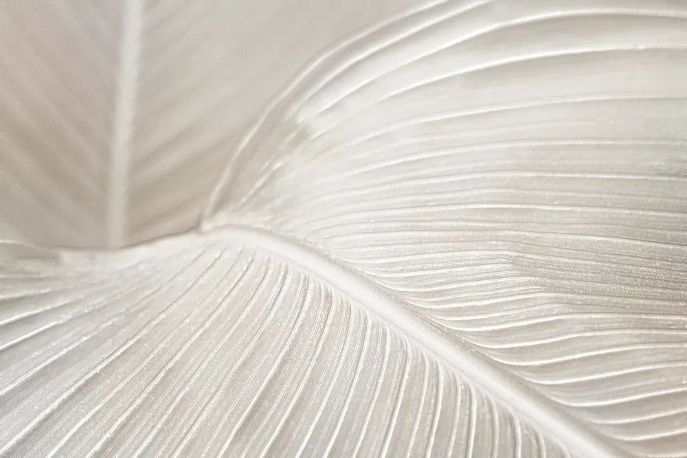 Creamy bird paradise leaf background. poster — abstract art