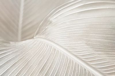 Creamy bird paradise leaf background. poster print
