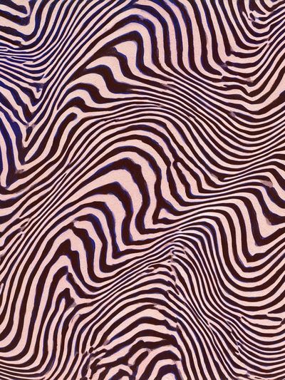 Zebra Wave Abstract Poster.
