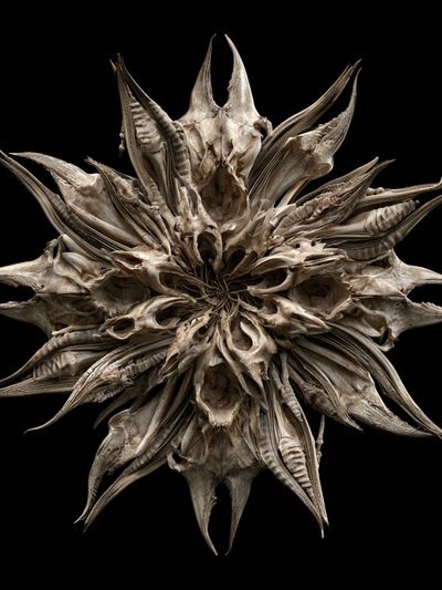 Bone Starburst Abstract Print. poster