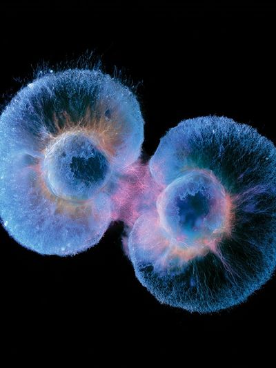 Bioluminescent Jellyfish Abstract Print. poster