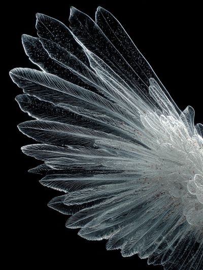 Crystal Feather Abstract Print. poster print