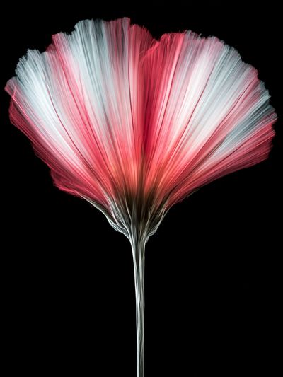 Pink Fiber Bloom Abstract Print. poster print