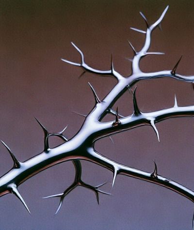 Thorn Branch Abstract Poster.
