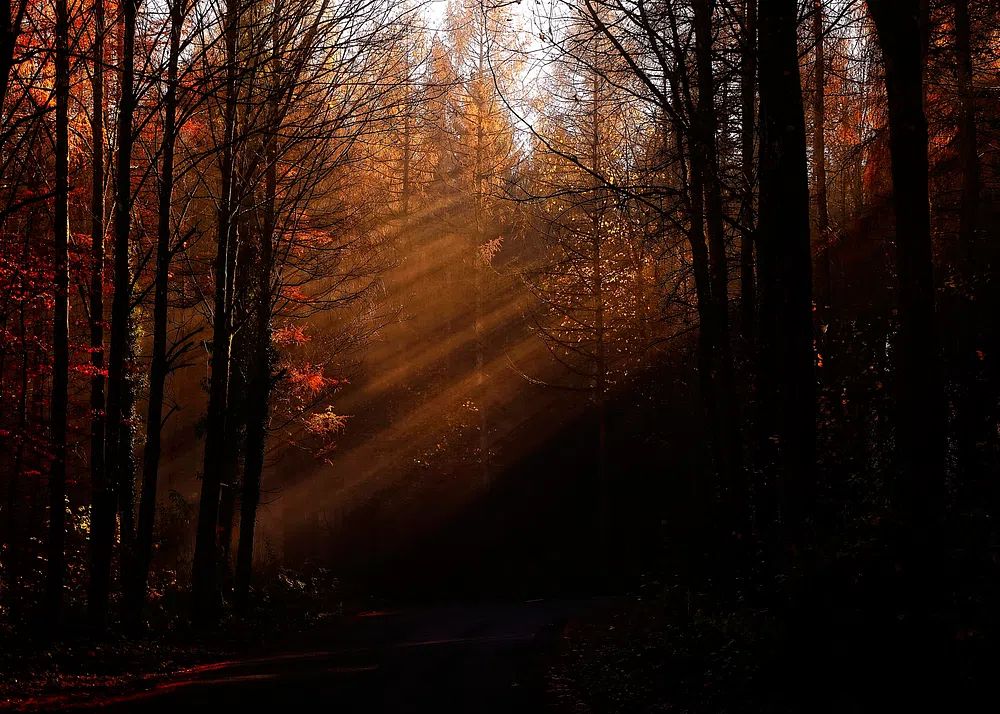 Autumn Forest Light — Nature Print. poster detail