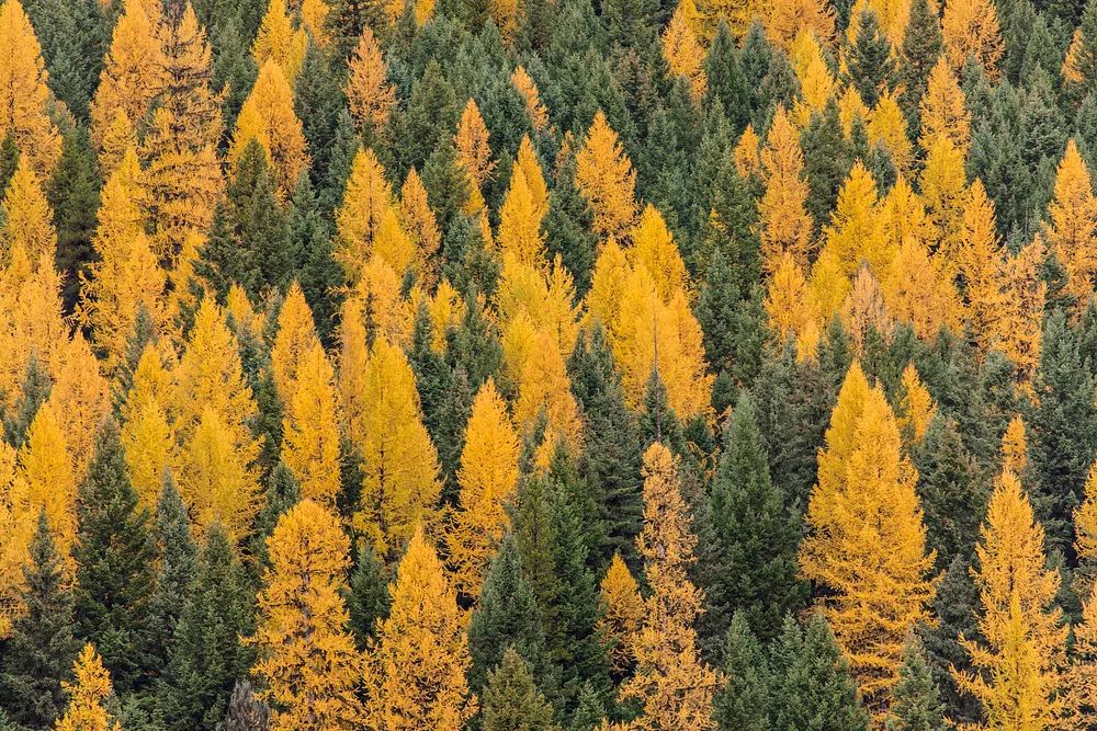 Autumn Forest Landscape Poster. poster — nature art