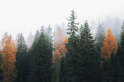 Autumn Forest Mist — Nature Print.