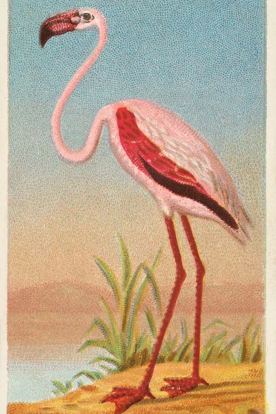 African Flamingo — Vintage Print. poster detail
