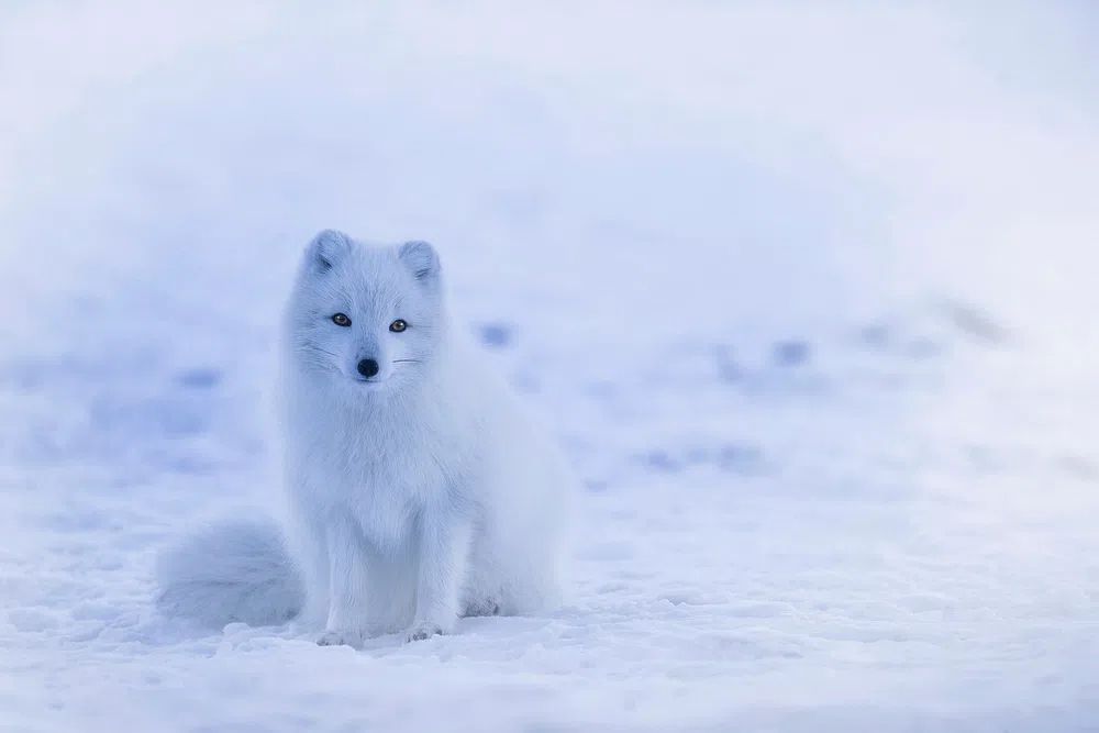 Arctic Fox in Snow — Photography Print. poster — animals art