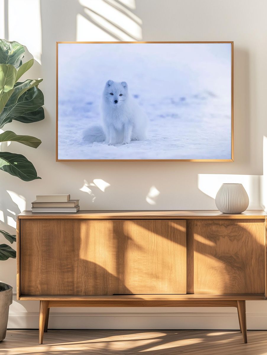 Arctic Fox in Snow — Photography Print. — room view 3