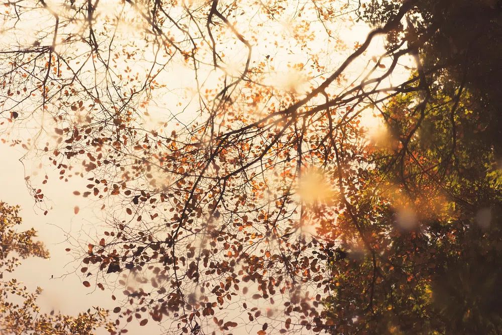 Autumn Leaves Reflection Poster. poster — nature art
