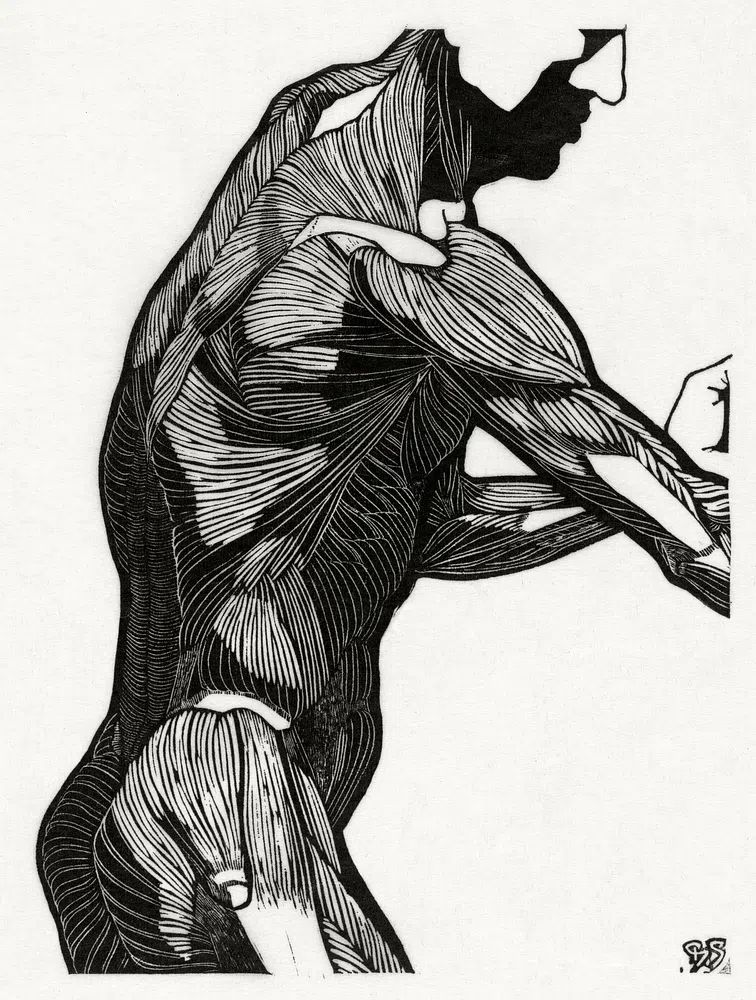 Anatomical study man's lateral arm. poster — illustration art