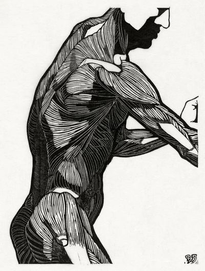 Anatomical study man's lateral arm. poster print