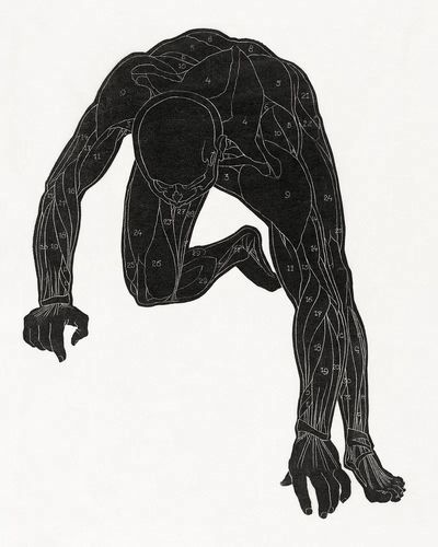 Anatomical study man's neck, arm. poster print