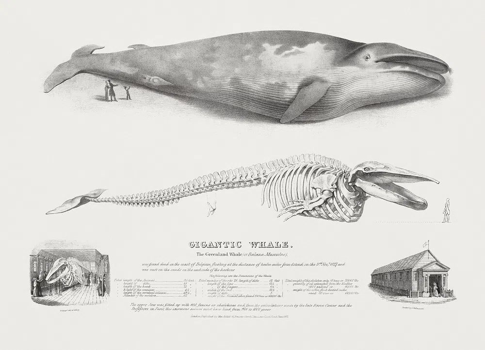 Gigantic Whale: Greenland Whale. poster — illustration art