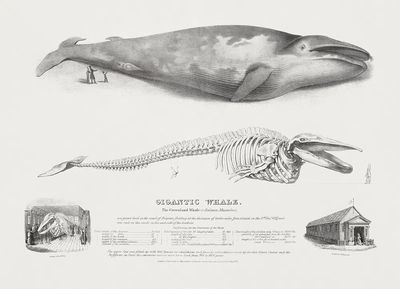 Gigantic Whale: Greenland Whale. poster print