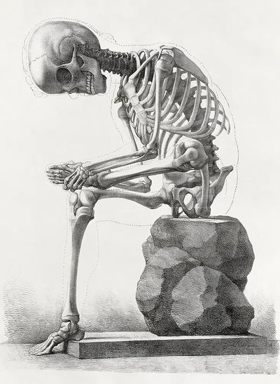 Elementi di anatomia, Elements anatomy. poster