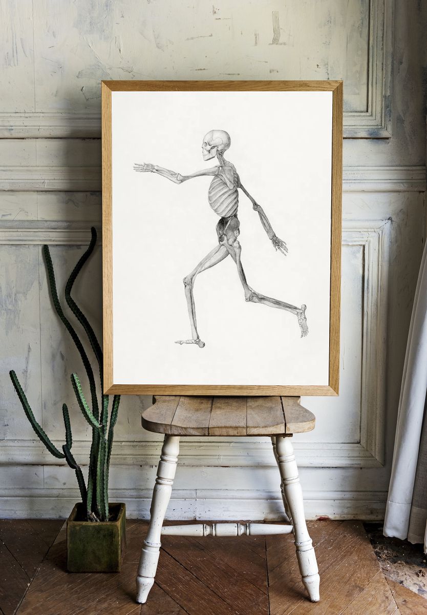 Human Skeleton, Lateral View. — room view 1