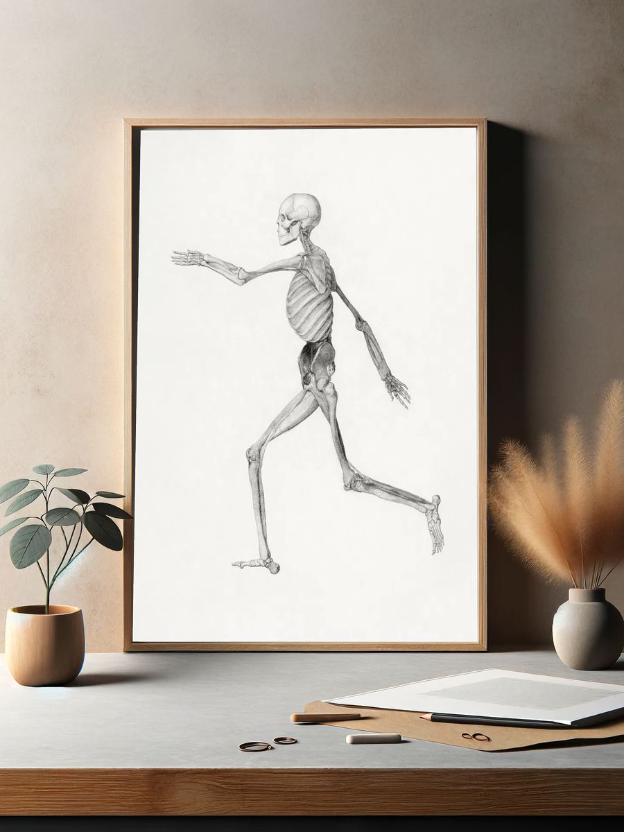 Human Skeleton, Lateral View. — room view 2