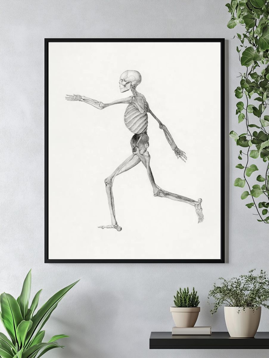 Human Skeleton, Lateral View. — room view 4