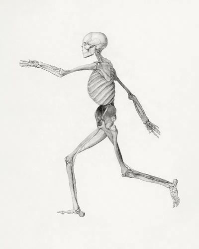 Human Skeleton, Lateral View. poster print