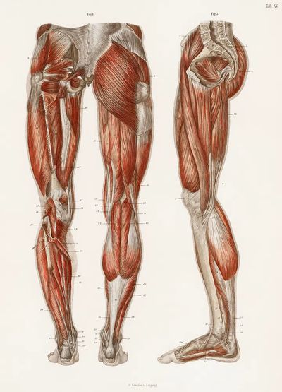 antique illustration muscles legs feet. poster print