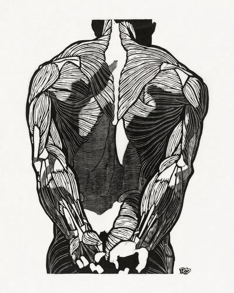 Anatomical study man's back muscles. poster — illustration art
