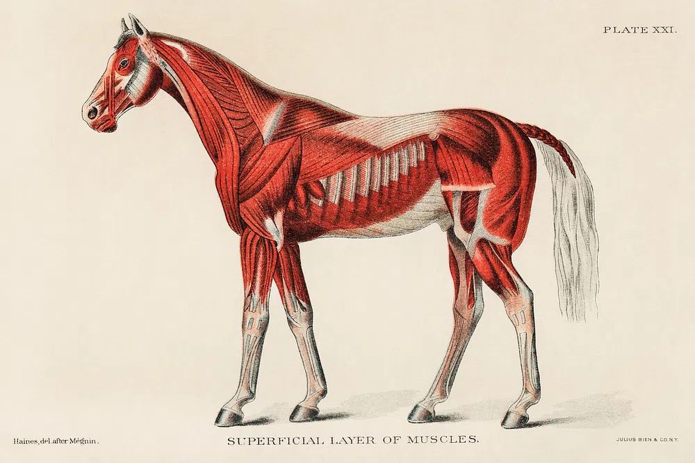 Superficial Layer Muscles unknown artist. poster — illustration art