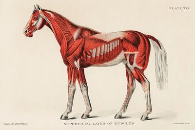 Superficial Layer Muscles unknown artist. poster print