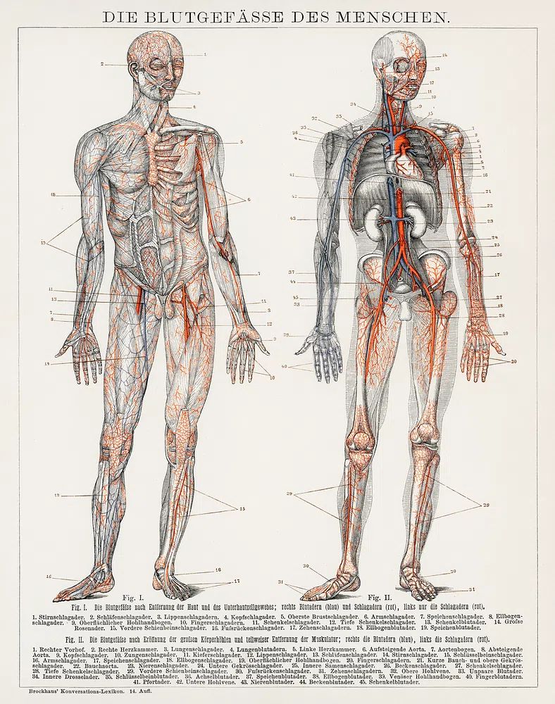 Die Blutgefasse Des Menschen (1898). poster detail