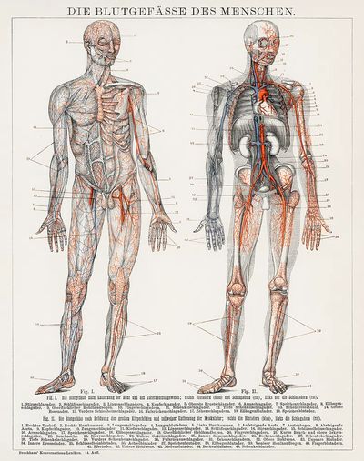 Die Blutgefasse Des Menschen (1898). poster print