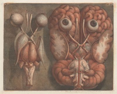 Exposition anatomique des organes des. poster print