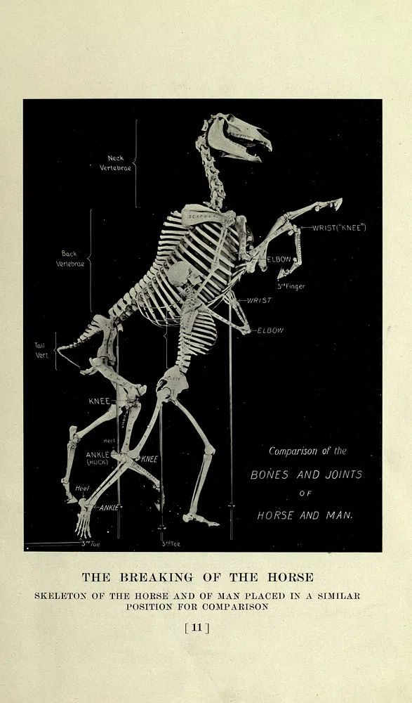 horse, past present, American Museum. poster detail