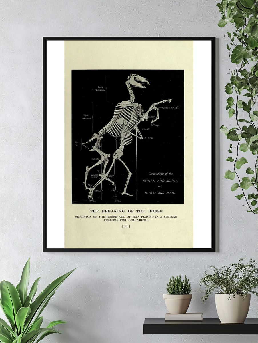 horse, past present, American Museum. — room view 4