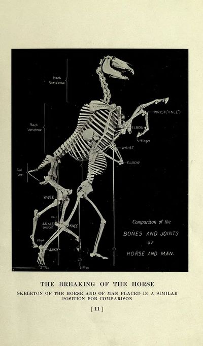 horse, past present, American Museum. poster print