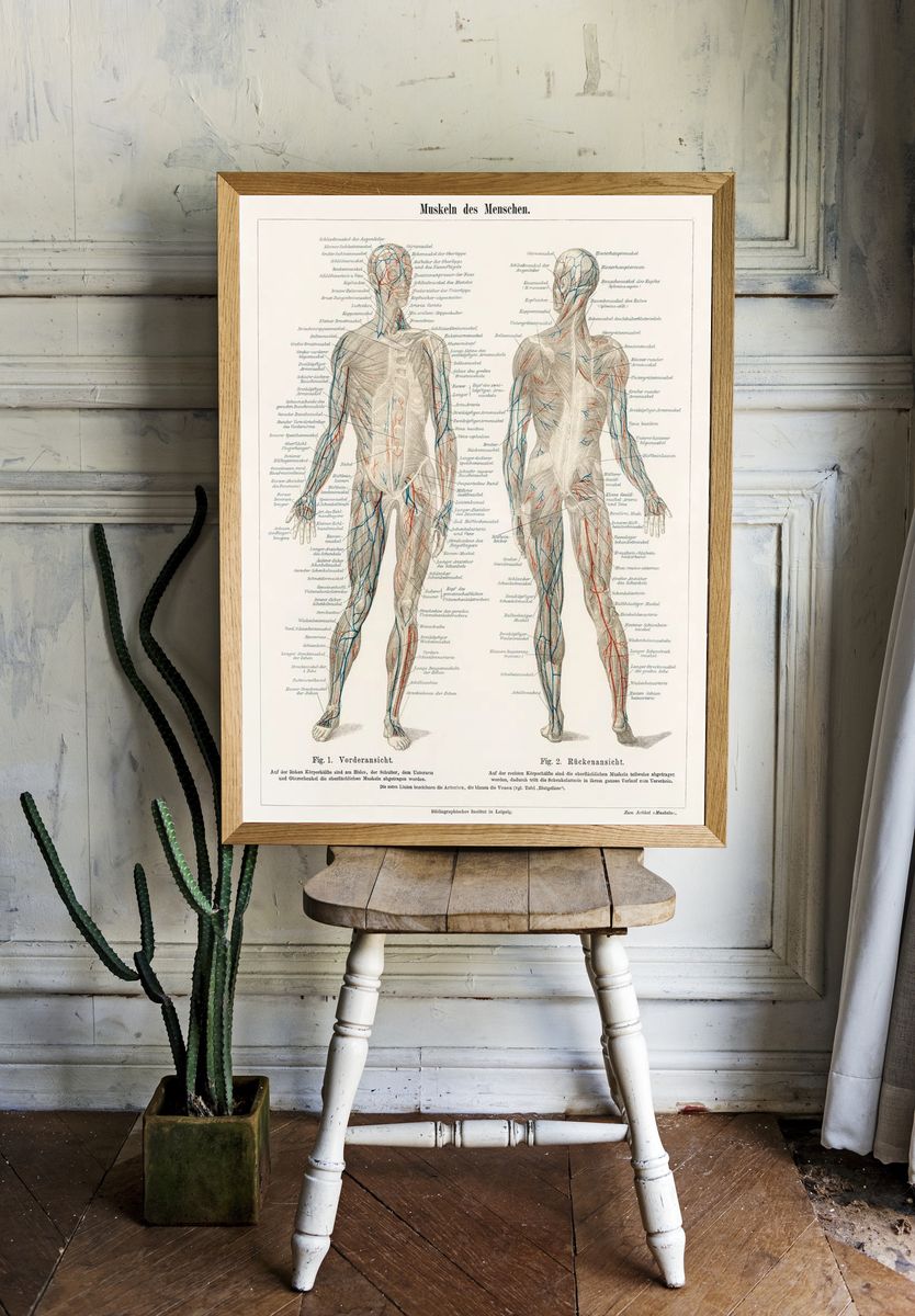 antique lithograph human musculature system. — room view 1